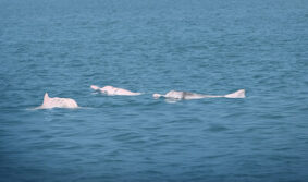 ИИ-решение предварительно демонстрирует успехи в защите китайских белых дельфинов    